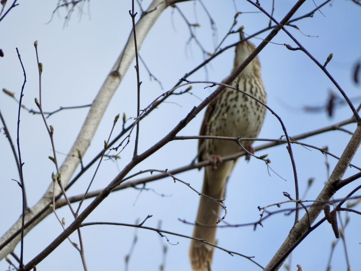 Brown Thrasher - Jeanne-Marie Maher