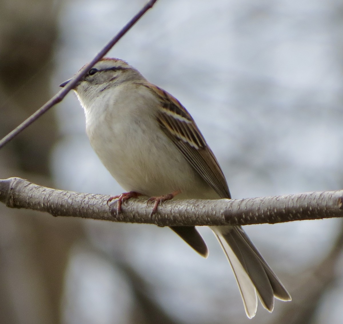 Chipping Sparrow - ML228365581