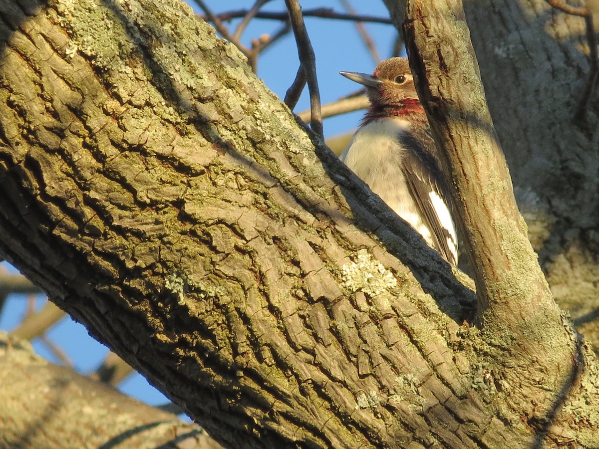 Red-headed Woodpecker - Patrice Domeischel