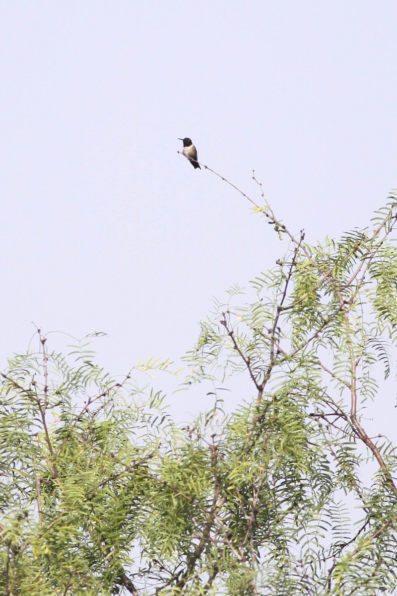 Black-chinned Hummingbird - Alex Lamoreaux
