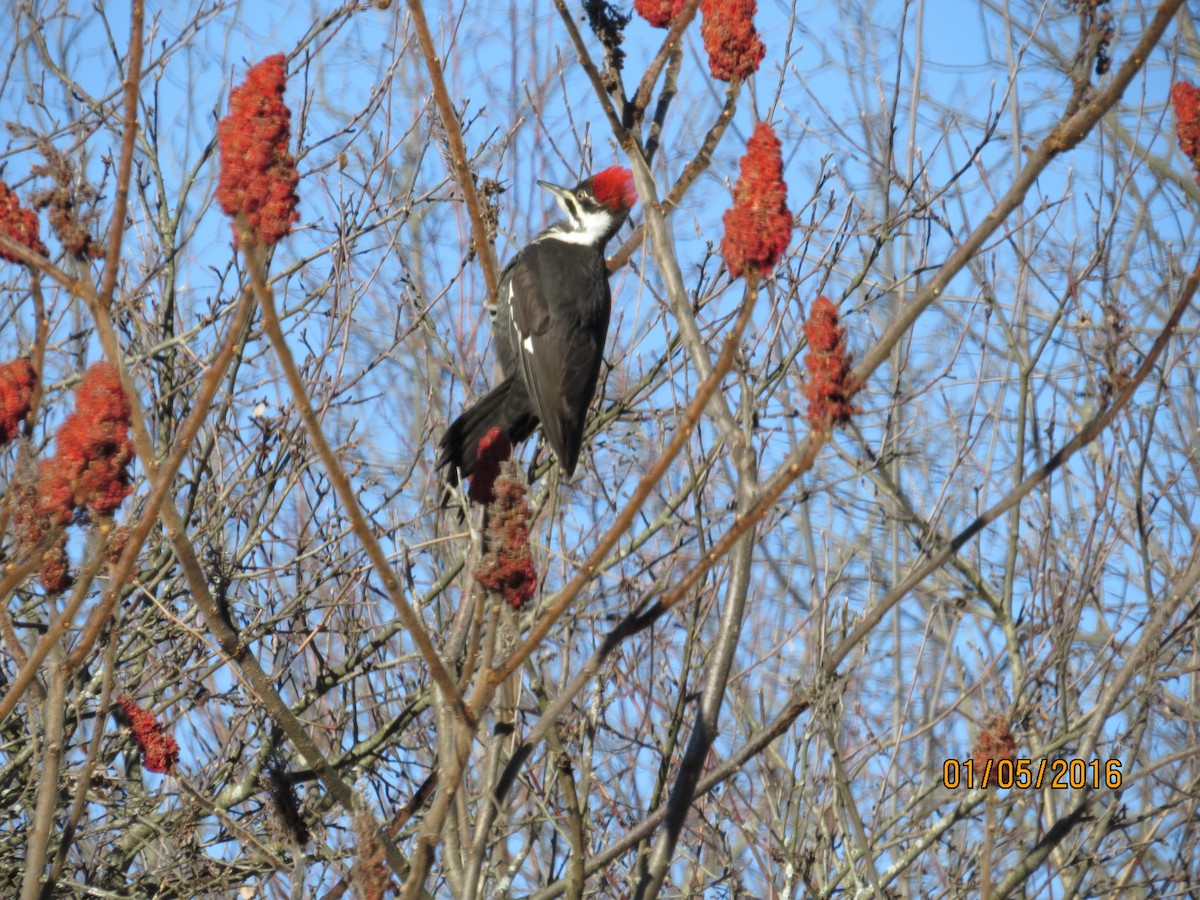 Pileated Woodpecker - David Nicosia