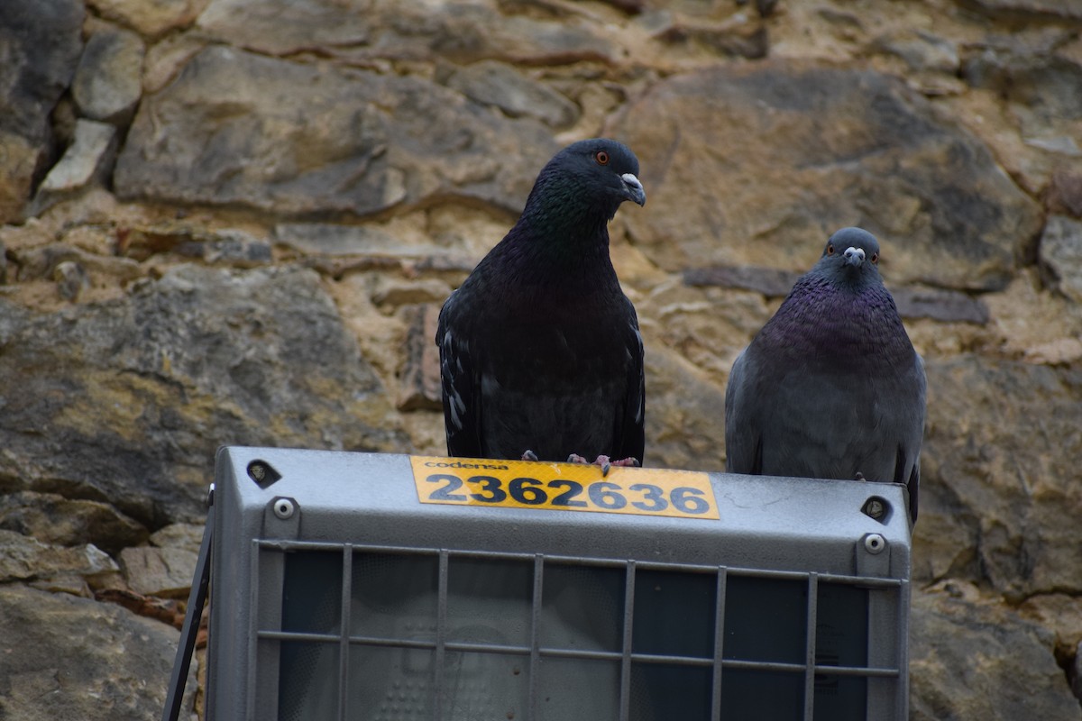Rock Pigeon (Feral Pigeon) - ML228374291
