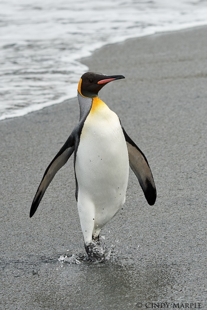 King Penguin - Cindy Marple