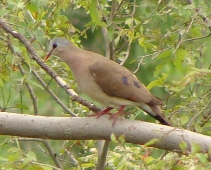 Blue-spotted Wood-Dove - Jason Anderson