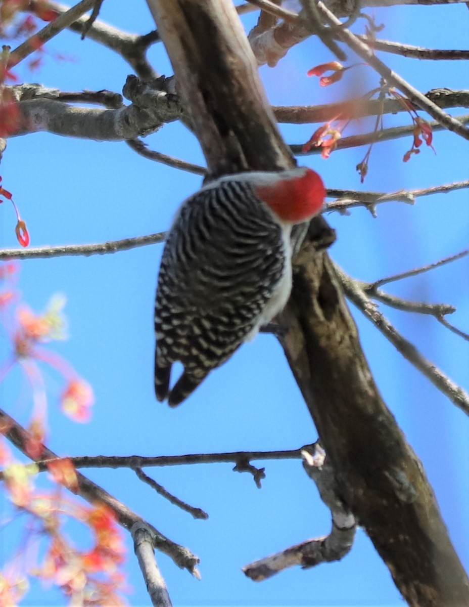 Red-bellied Woodpecker - ML228374811