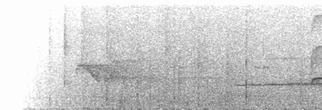 Мурав’янка сірочерева (підвид torquata) - ML228377