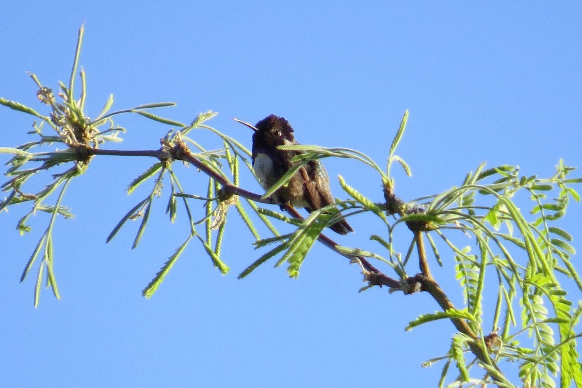 Costa's Hummingbird - ML228385661