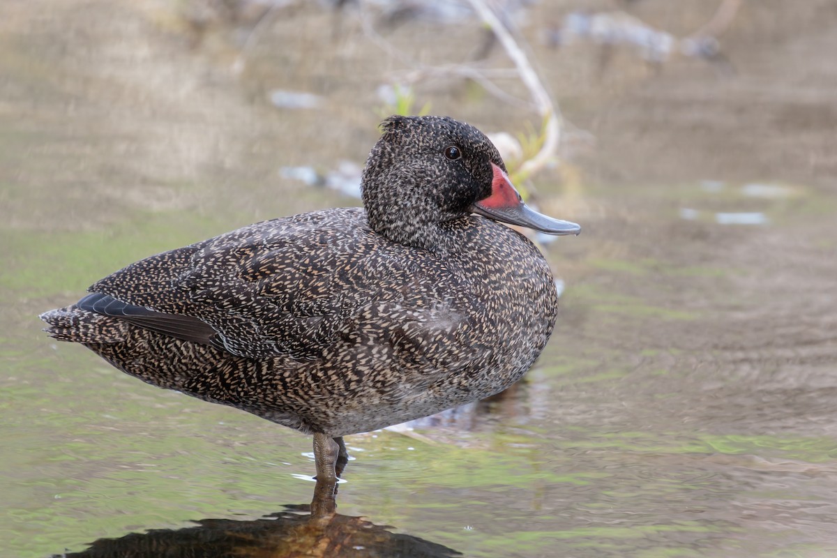Freckled Duck - ML228386611