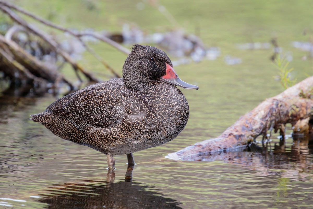 Freckled Duck - ML228386621
