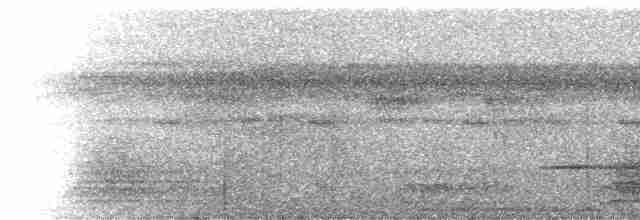 セウロコアリドリ（griseiventris） - ML228387