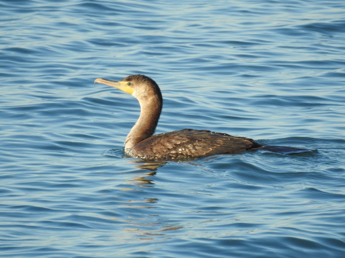 Double-crested Cormorant - Joanne Muis Redwood