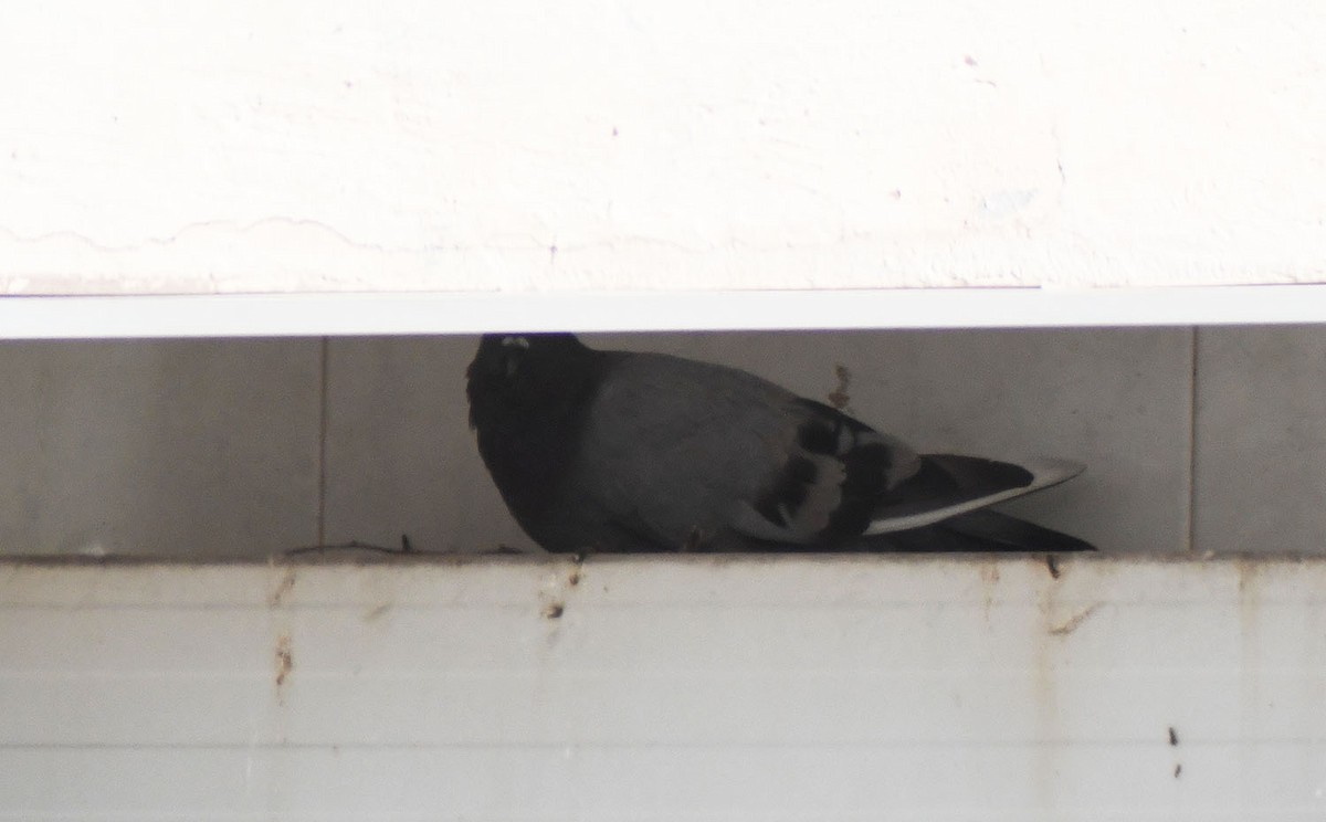 Rock Pigeon (Feral Pigeon) - ML228391621