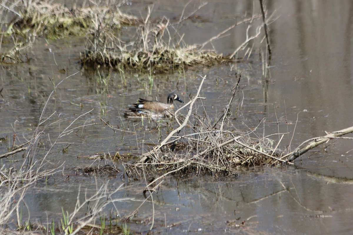 Blue-winged Teal - ML228396161