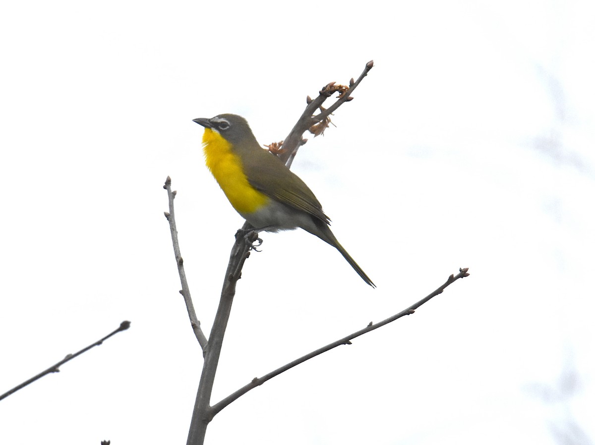 Yellow-breasted Chat - ML228398511