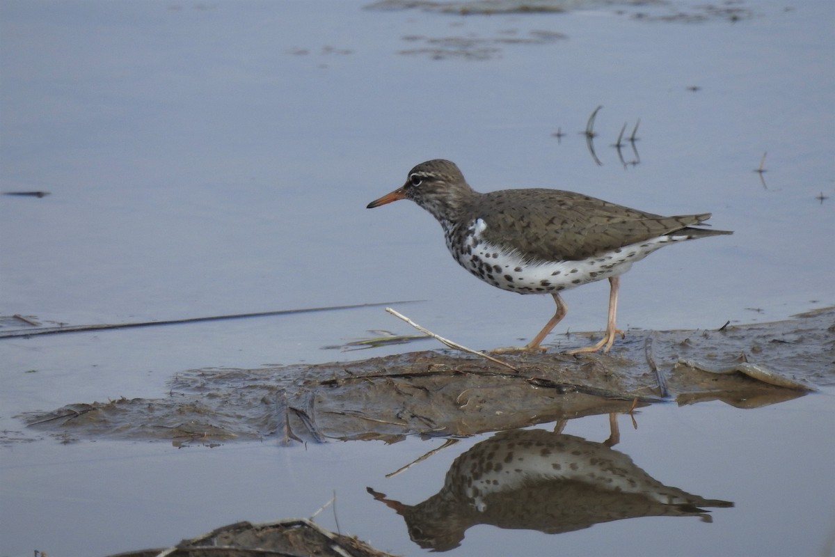 Spotted Sandpiper - Barbara Clise