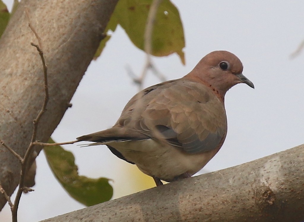 Laughing Dove - Ron Hess