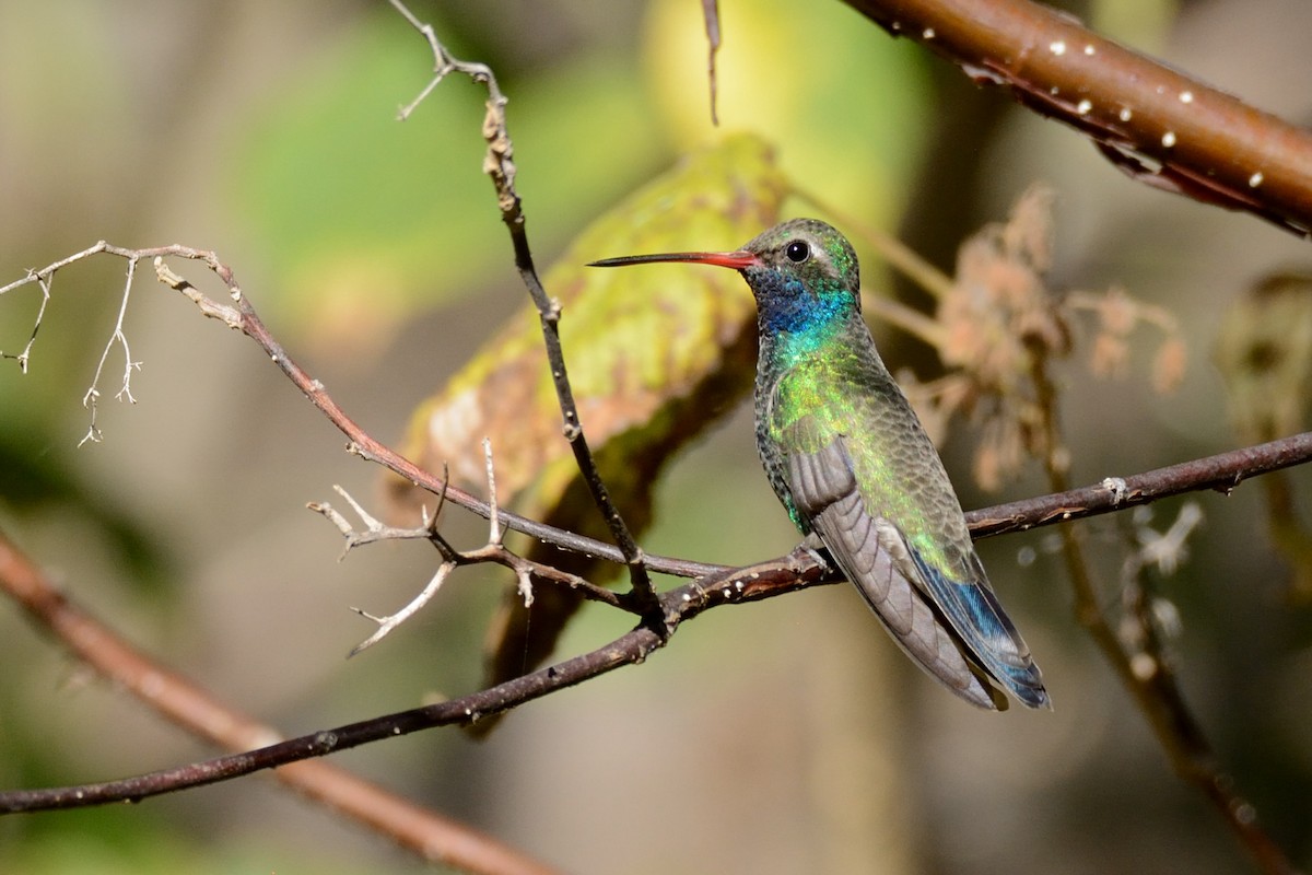 Broad-billed Hummingbird - Miguel Aguilar @birdnomad