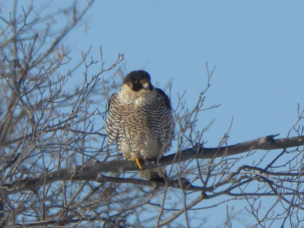 Peregrine Falcon (North American) - ML22840231