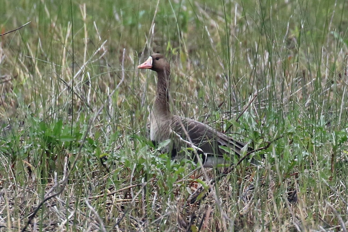 Greater White-fronted Goose - ML22840441