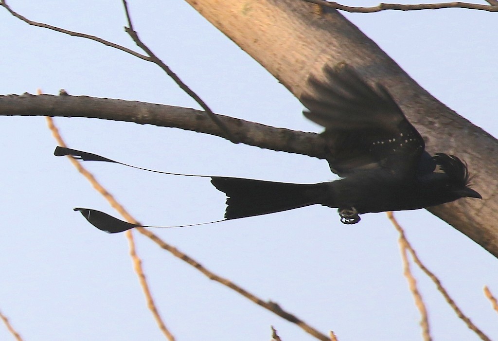 Greater Racket-tailed Drongo - ML228406321