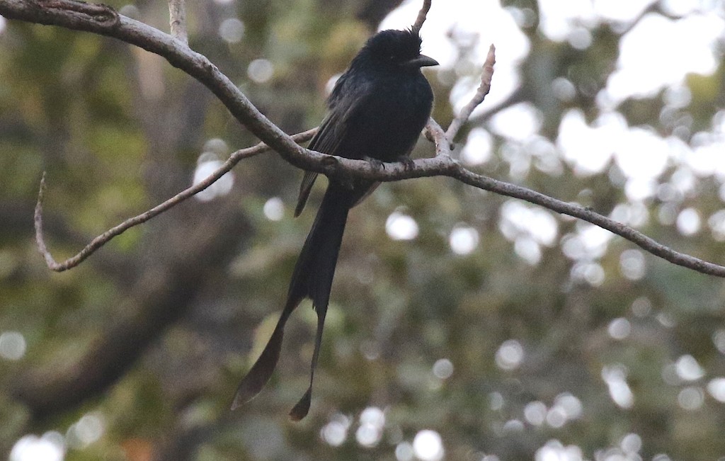Greater Racket-tailed Drongo - Ron Hess