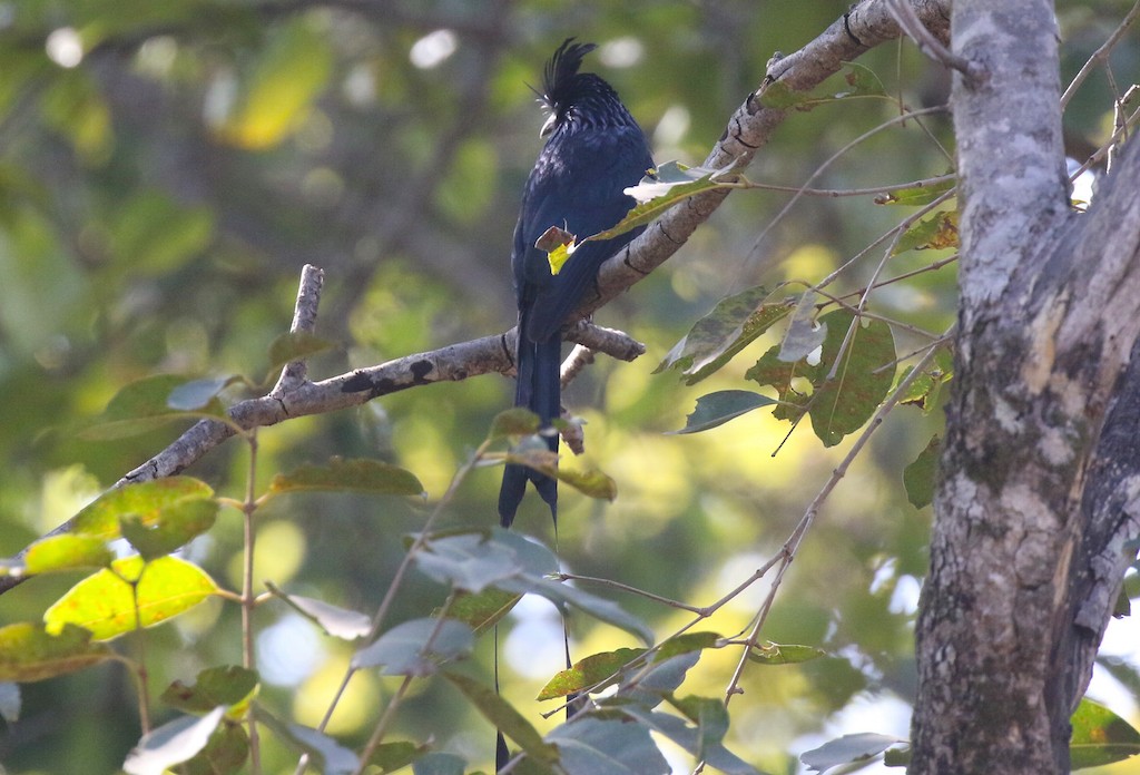 Greater Racket-tailed Drongo - ML228406341