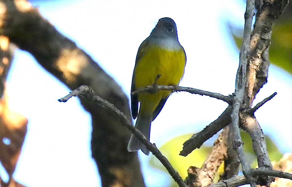 Gray-headed Canary-Flycatcher - ML228406601