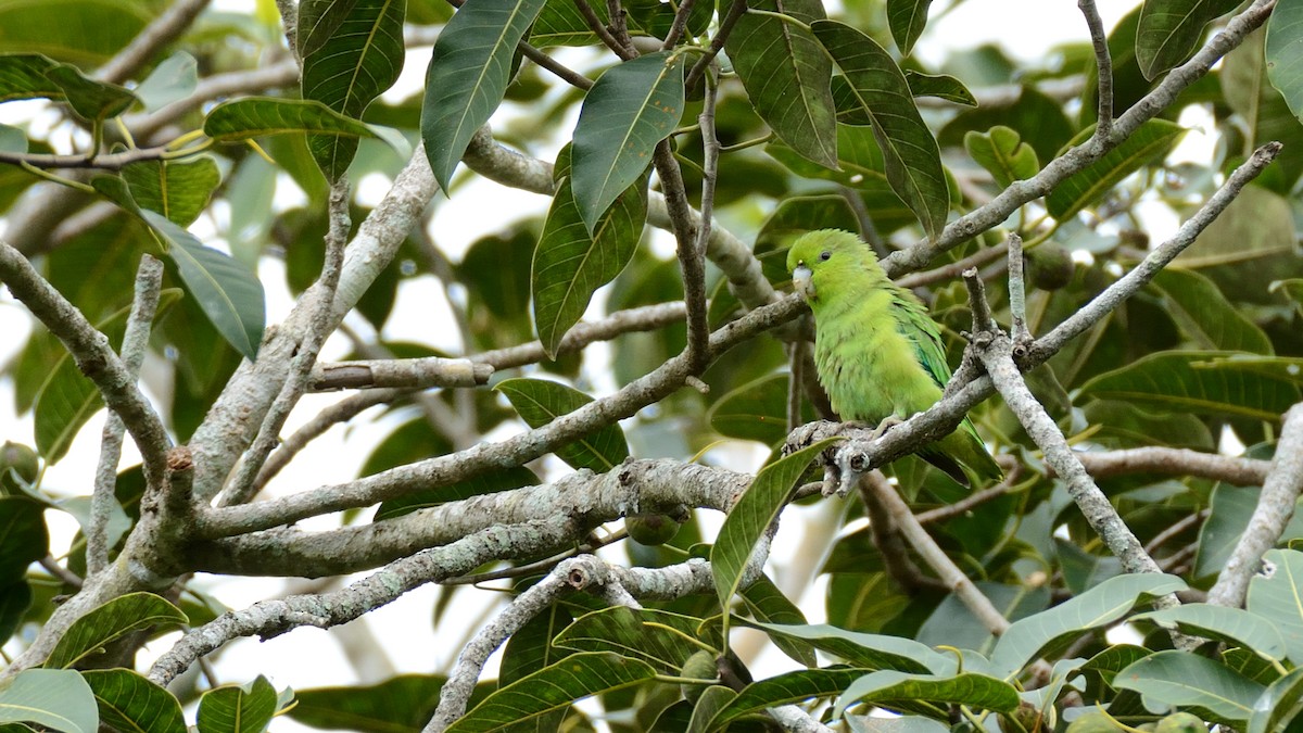 Mexican Parrotlet - ML228408771
