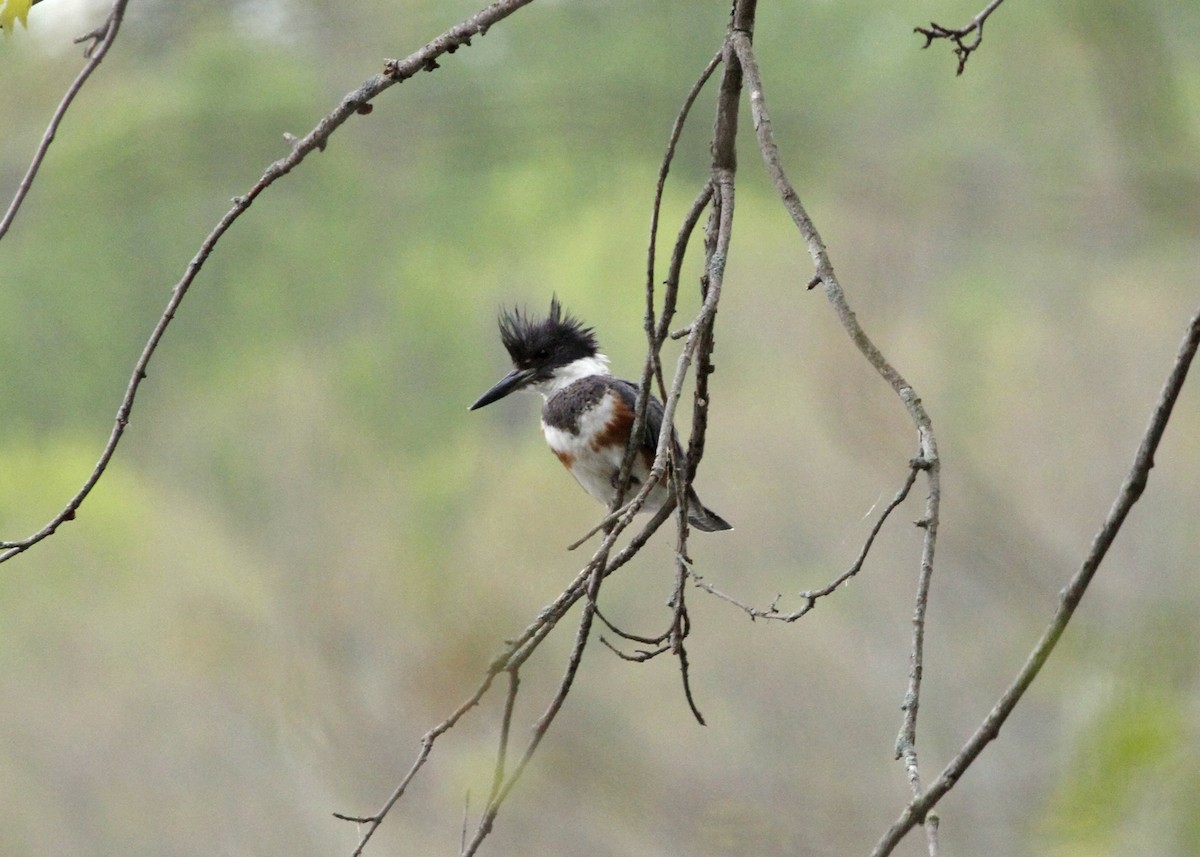 Belted Kingfisher - ML228412721