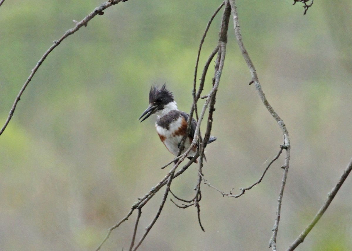 Belted Kingfisher - ML228412731