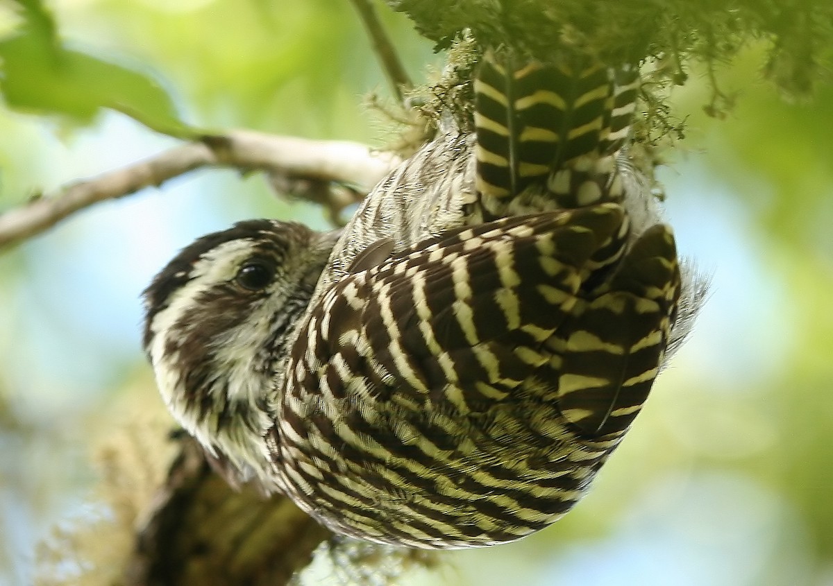 Striped Woodpecker - Pablo Andrés Cáceres Contreras