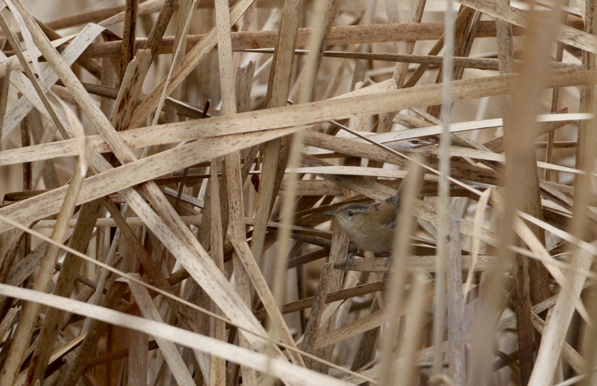 Marsh Wren (palustris Group) - ML228426501