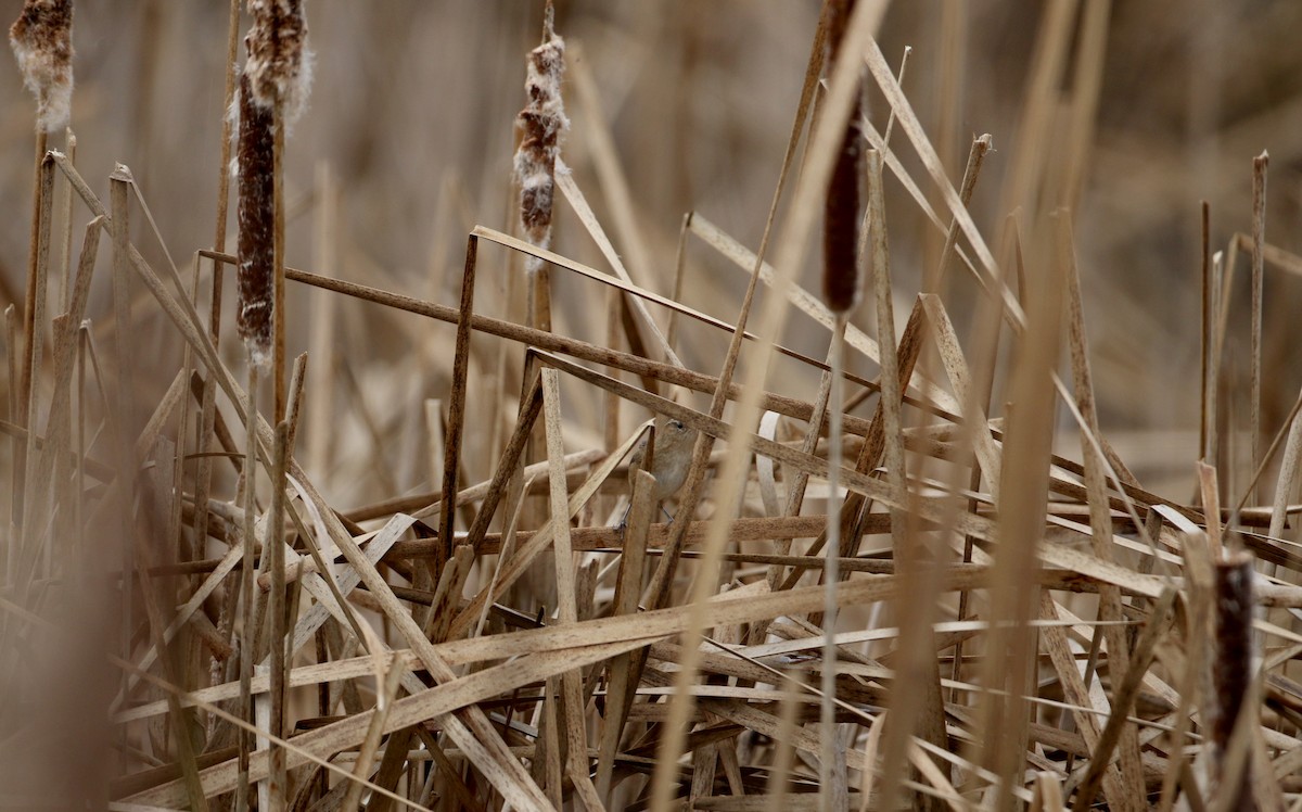 Marsh Wren (palustris Group) - Jay McGowan