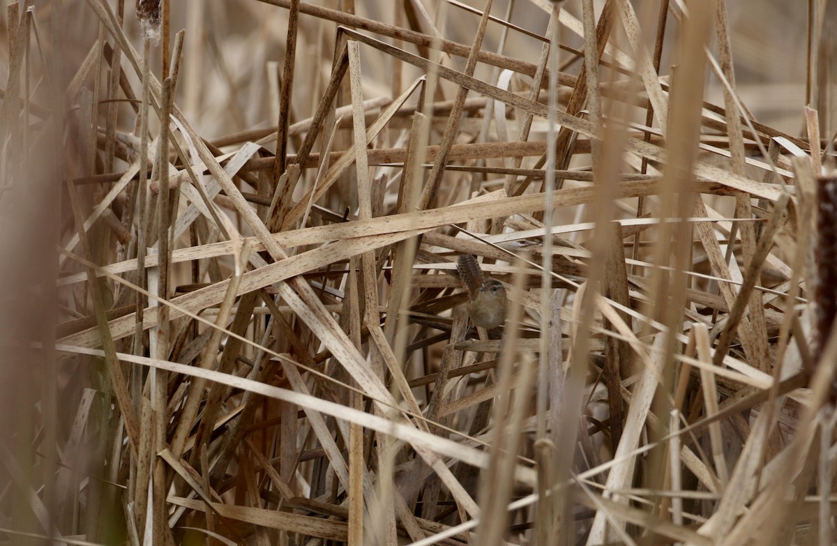 Marsh Wren (palustris Group) - Jay McGowan