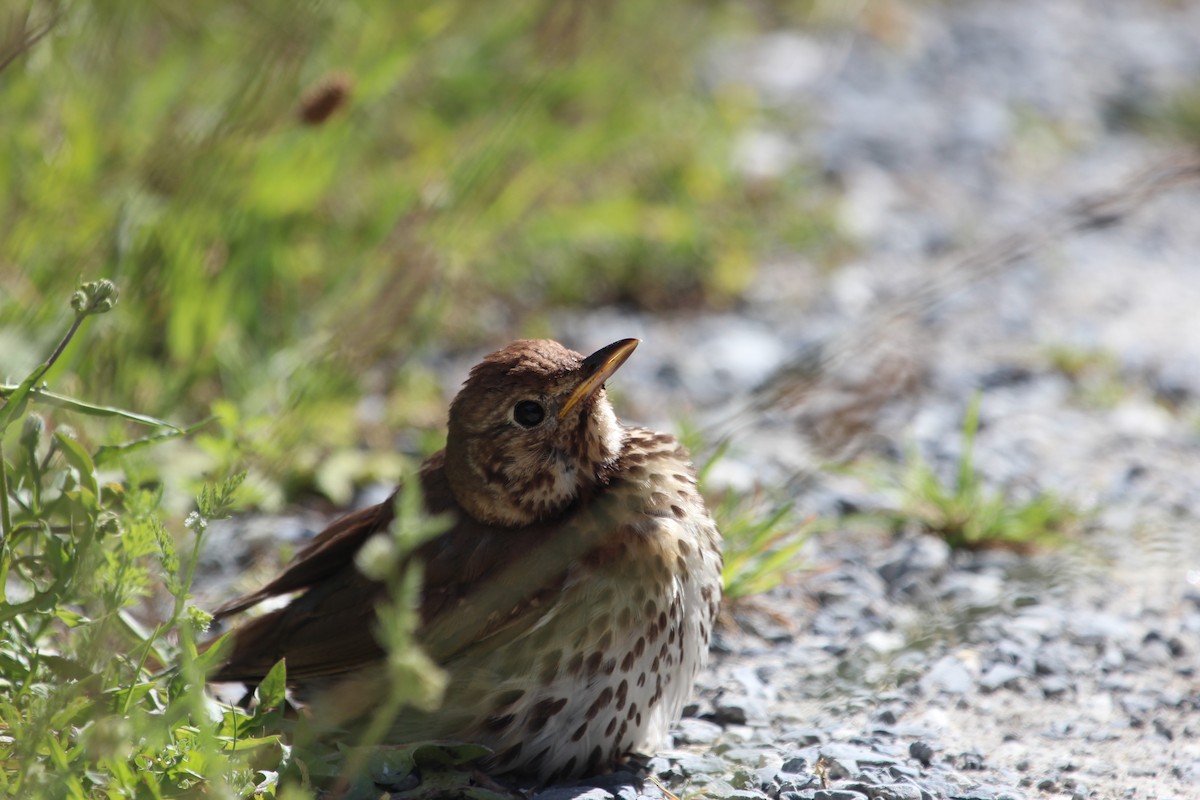 Song Thrush - Brent Young