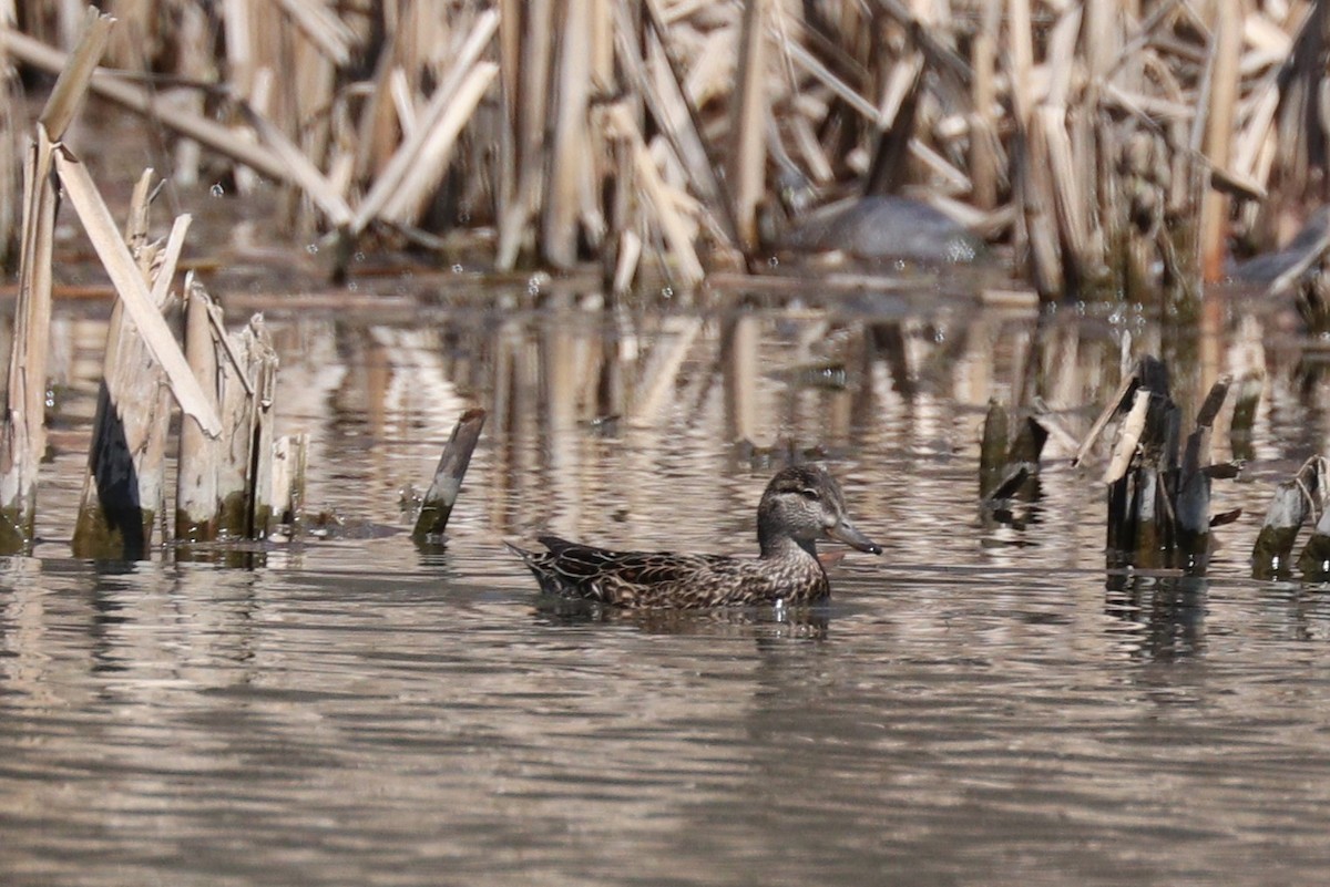 Green-winged Teal - ML228430521