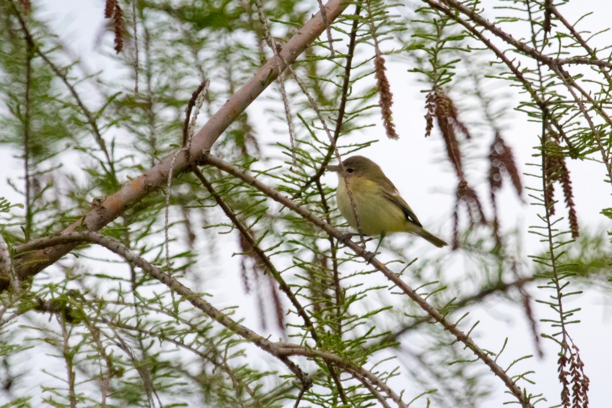 EBird Checklist 28 Apr 2020 Virginia Tech Vet School Pond 20 