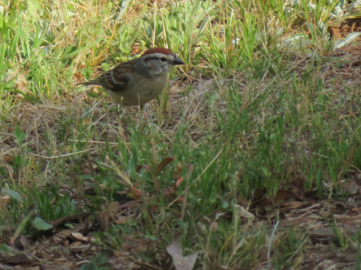 Chipping Sparrow - ML228432401