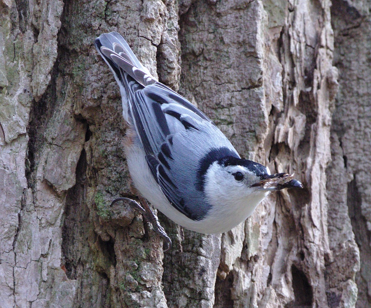 White-breasted Nuthatch - Jen Driscoll