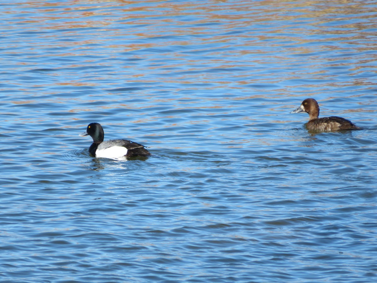 Greater Scaup - ML228432911
