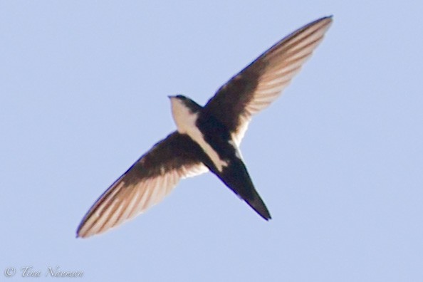 White-throated Swift - ML228434421
