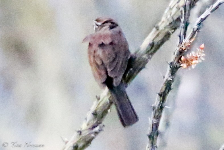 Five-striped Sparrow - Tina Nauman