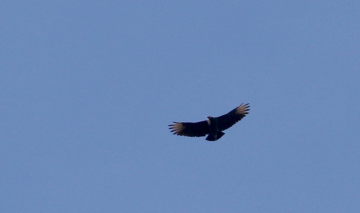 Black Vulture - ML228436051