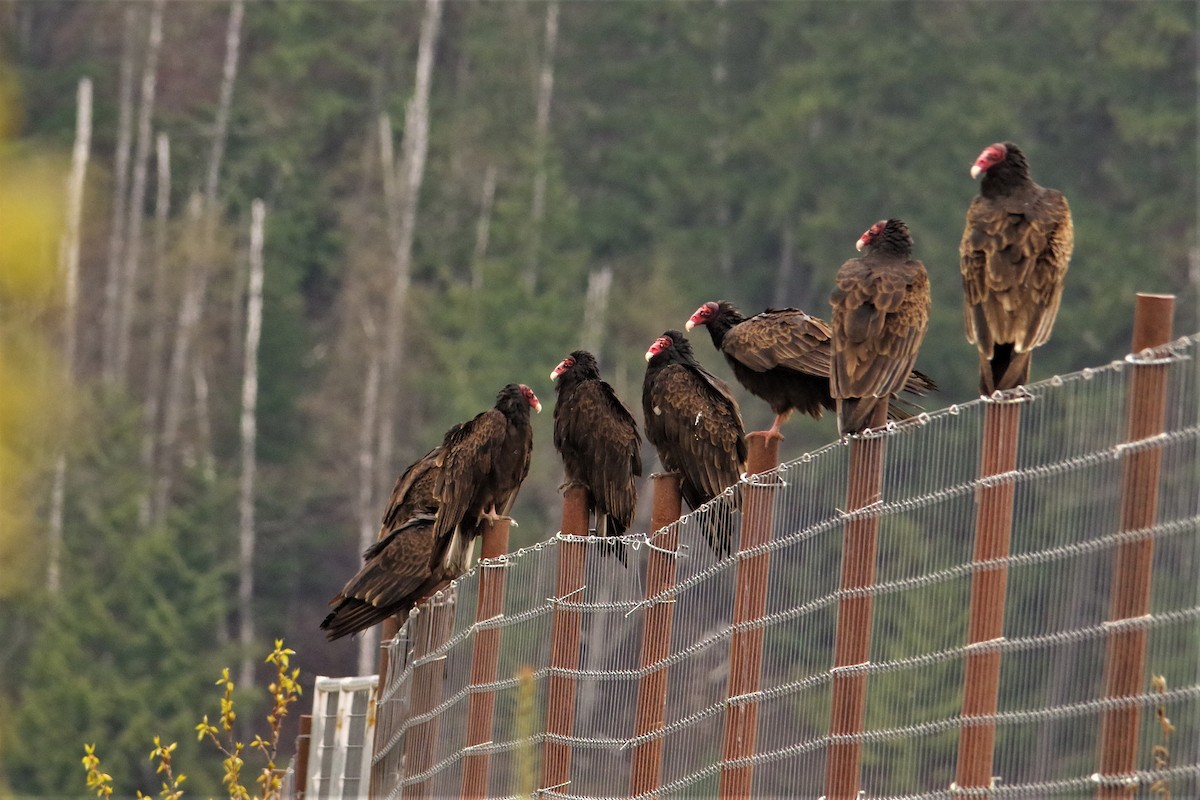Turkey Vulture - ML228436511