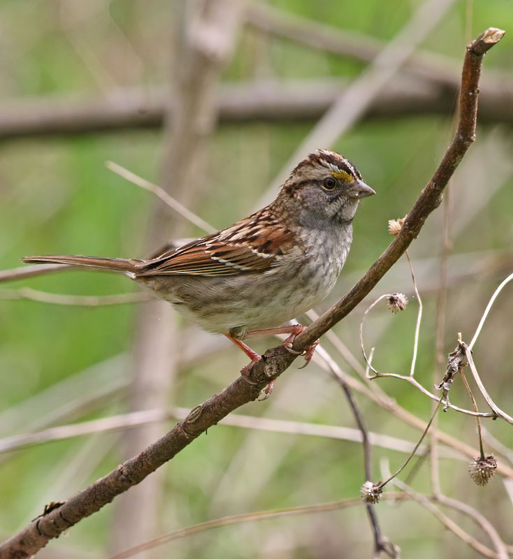 White-throated Sparrow - Jay Gilliam