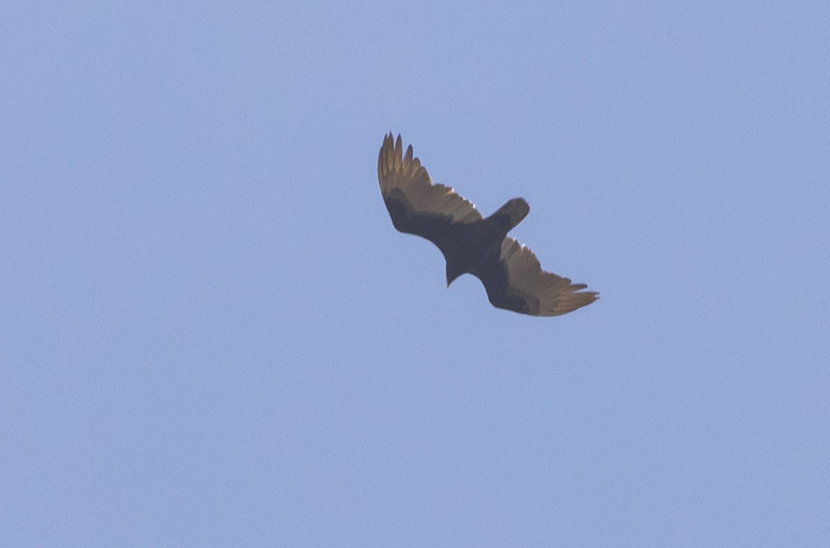 Turkey Vulture - ML228440061