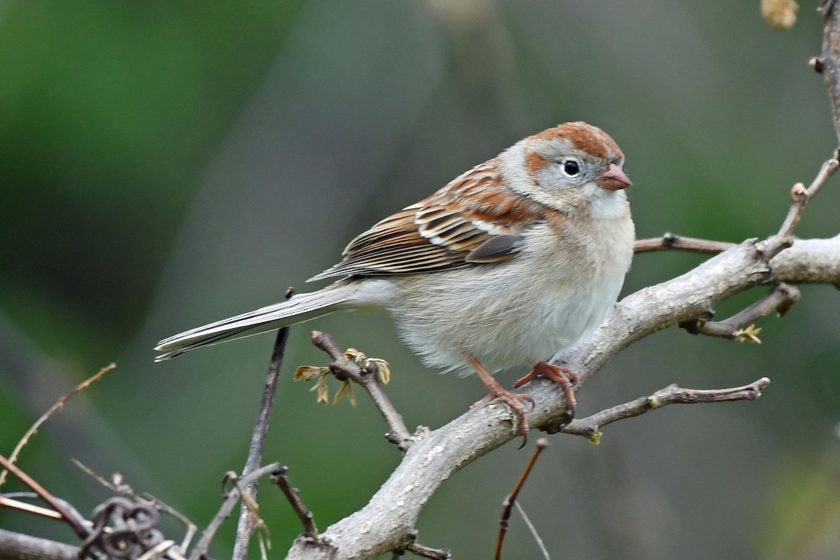 Field Sparrow - Jim Ivett