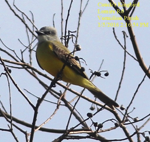 Couch's Kingbird - Phillip Wallace