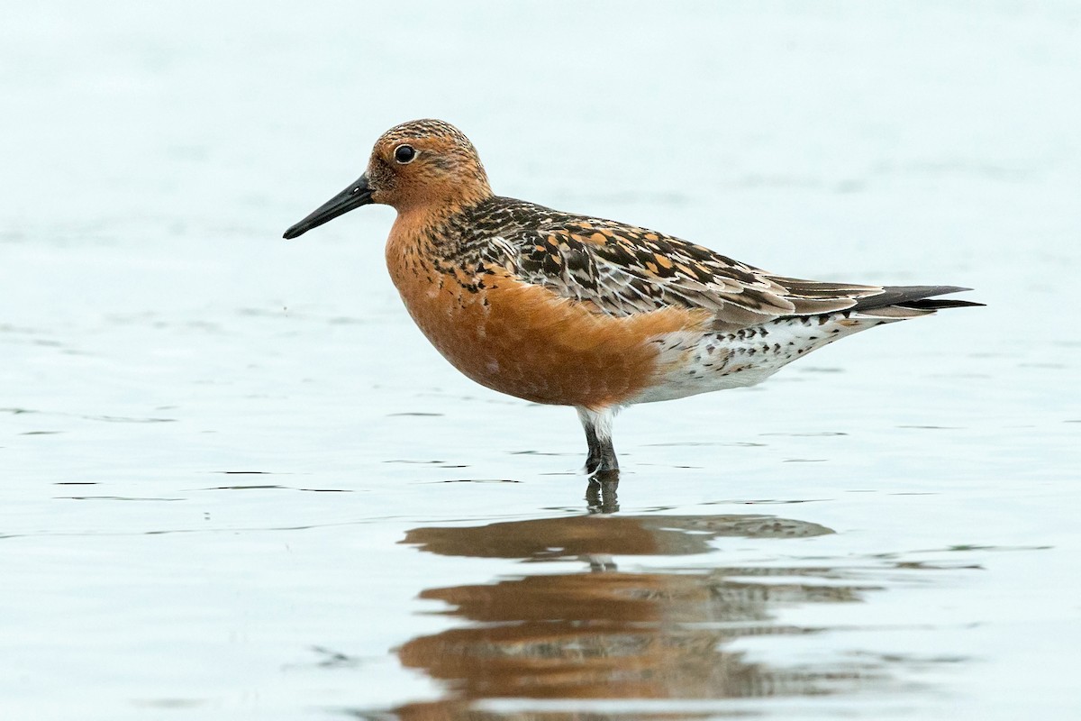 Red Knot - David Irving