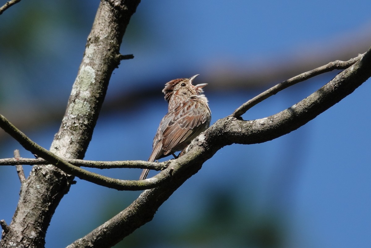 Bachman's Sparrow - deborah grimes